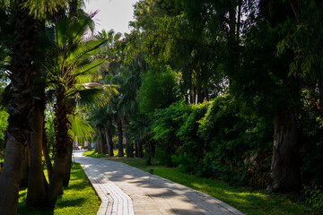 Obraz premium path in the park. tropical trees.