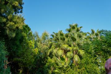 tropical background. palm trees against the blue sky.