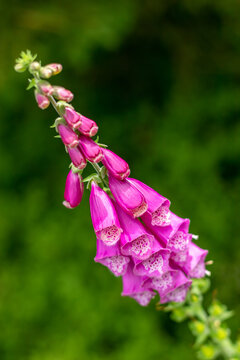 pink foxglove flowers, plant with blooming flowers and green buds, in a meadow, close-up view