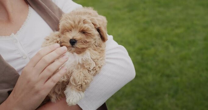 Woman holding a small maltipoo puppy in her arms