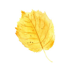 Watercolor realistic botanical set of autumn leaves