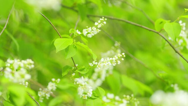 Prunus padus grows and blooms in the garden in spring. Hagberry or mayday tree. Spring blooming. Slow motion.
