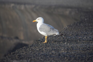 VISTAS DE GAVIOTA, PAJARO EN LA PLAYA