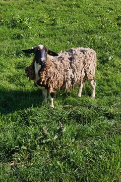 Schaf mit noch alter loser Wolle auf der Haut