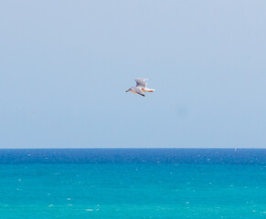 Fototapeta na wymiar Seagull or gull flying over the sea in a sunny day