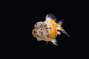 goldfish isolated on a dark black background	