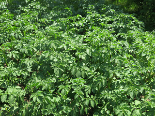 young potatoes have sprung up on the field, there will be a harvest soon