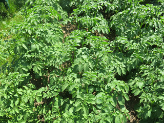 young potatoes have sprung up on the field, there will be a harvest soon