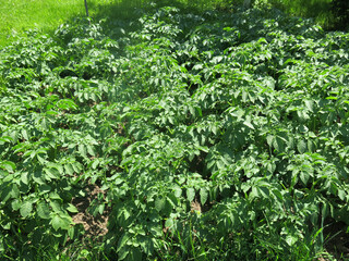 young potatoes have sprung up on the field, there will be a harvest soon