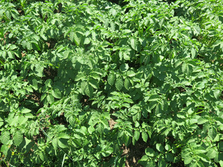 young potatoes have sprung up on the field, there will be a harvest soon