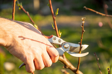 Gardener pruning trees with pruning scissors on nature background