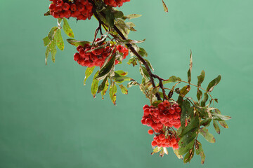 red poisonous rowan berries sorbus aucuparia with water drops close up