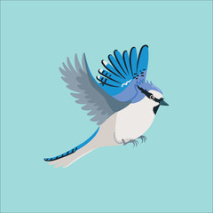blue jay isolated on white	