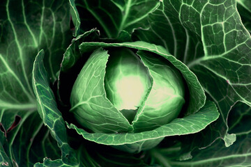 Fresh, white cabbage growing in a vegetable garden on a farm.