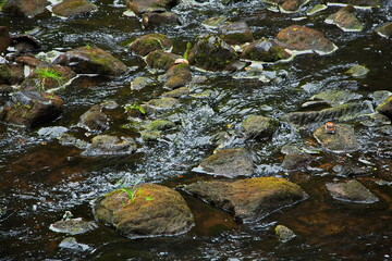 Rocky forest riverbed on a rainy day.