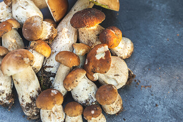 Autumn fall composition. Raw edible mushrooms Penny Bun on dark black stone shale background. Ceps over gray table. Cooking delicious organic mushroom gourmet food. Flat lay top view