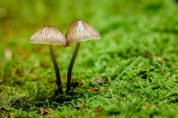Two mushrooms