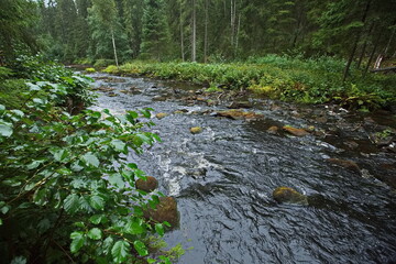 A small mountain river in the Karelian forest.