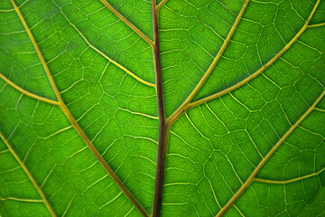 Macro photography of the structure of green leaf,textured.