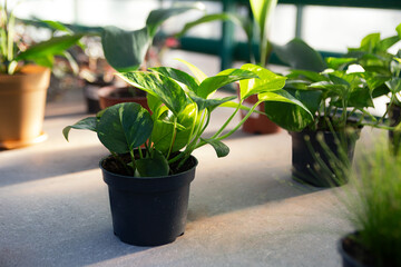 Home plant in the pot at the table in greenhouse.