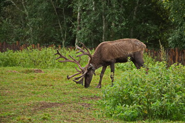 Reindeer on a tourist farm in Karelia.