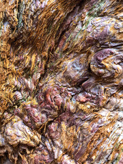 The bark of the tree. Background pattern. Texture. 
