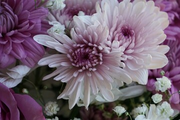 pink chrysanthemum flower in autumn
