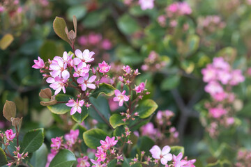 butterfly on pink flowers