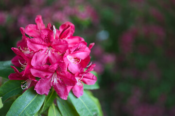 close up of pink flower