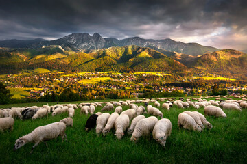 Sheep grazing in the pasture, with a view of the Tatra Mountains, Giewont and Podhale, Zakopane, Poland. 
Owce na wypasie na hali, z widokiem na panoramę Tatr, Giewont i góry. Zakopane, Polska.