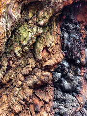 The bark of the tree. Background pattern. Texture. 