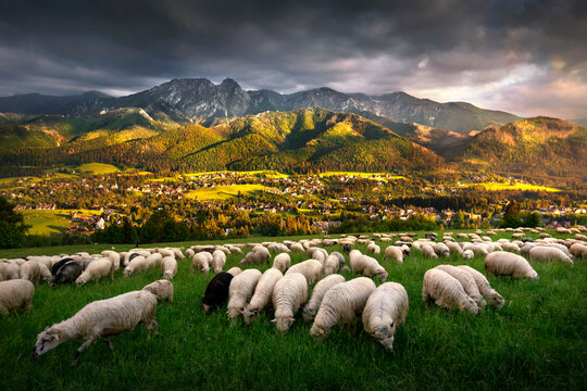 Fototapeta Sheep grazing in the pasture, with a view of the Tatra Mountains, Giewont and Podhale, Zakopane, Poland.  Owce na wypasie na hali, z widokiem na panoramę Tatr, Giewont i góry. Zakopane, Polska.