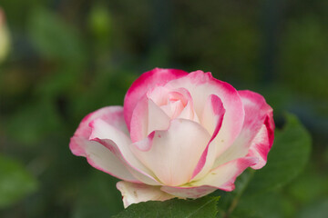pink rose bud