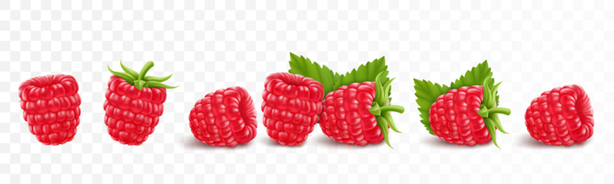 Collection of ripe raspberries isolated on transparent background. Natural summer fruit, realistic 3d vector illustration. Ingredient for juices, jams, yogurts, compotes. Mockup for package design