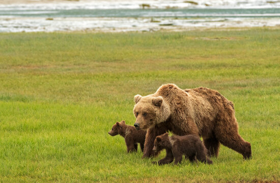 Grizzly Bear Sow Protecting Cubs