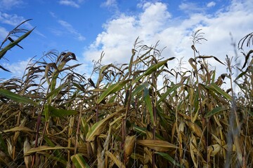 Vertrocknetes braun-grünes Maisfeld vor blauem Himmel mit weißem Wolkengebilde bei Wind und Sonne am Abend im Sommer