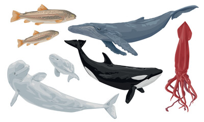 Inhabitants of cold seas and oceans. Blue whale, beluga, killer whale, giant squid and arctic fish. Wild animals. Vector illustration isolated on a white background.