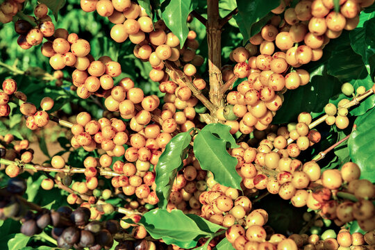 Grãos de café cereja amarelo no galho da planta de café antes da colheita