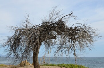 Tree without leaves at beach in Estepona, Malaga, Spain - 531750058