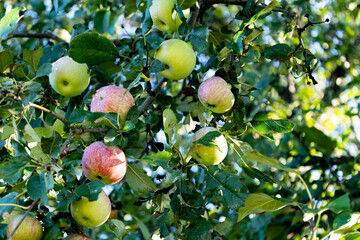 Close-up of red and green ripening apples on a tree.