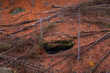 Fallen dry tree trunks, autumn clearing of the forest from diseased and dead plants. Bohemian Switzerland National Park, Czech Republic, Czechia.