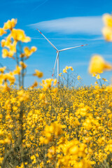 Wind turbines for renewable electricity and yellow rapeseed field. (Germany)