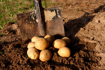Organic potato harvest on soil in farm garden