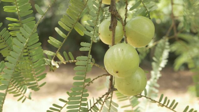 Amla Fruits on a tree branch, vitamin ascorbic acid rich fruits