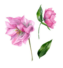 Watercolor pink hellebore flowers on a white background. Set of hand drawn illustrations. Spring, botanical illustration
