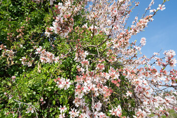Pink blossoming almond twigs on blue sky background.