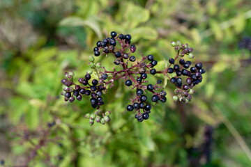 Sambucus ebulus plant also known as danewort, danesblood. Herbaceous species of elder.