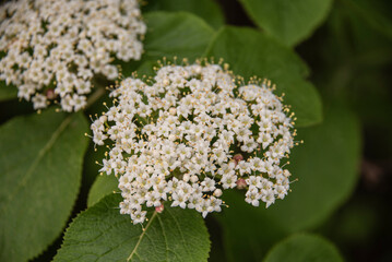 the inflorescence of viburnum burejaeticum with white blossoms