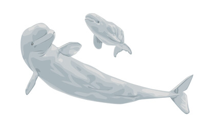 Great beluga with cub or white whale isolated on white background. Beluga, melon head or sea canary. Vector illustration, sea life scene.