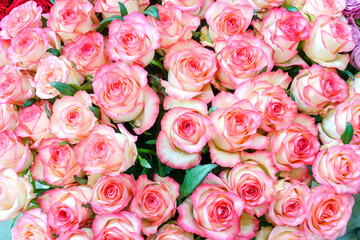Fototapeta na wymiar Natural background of beautiful pink roses. Fresh flowers.